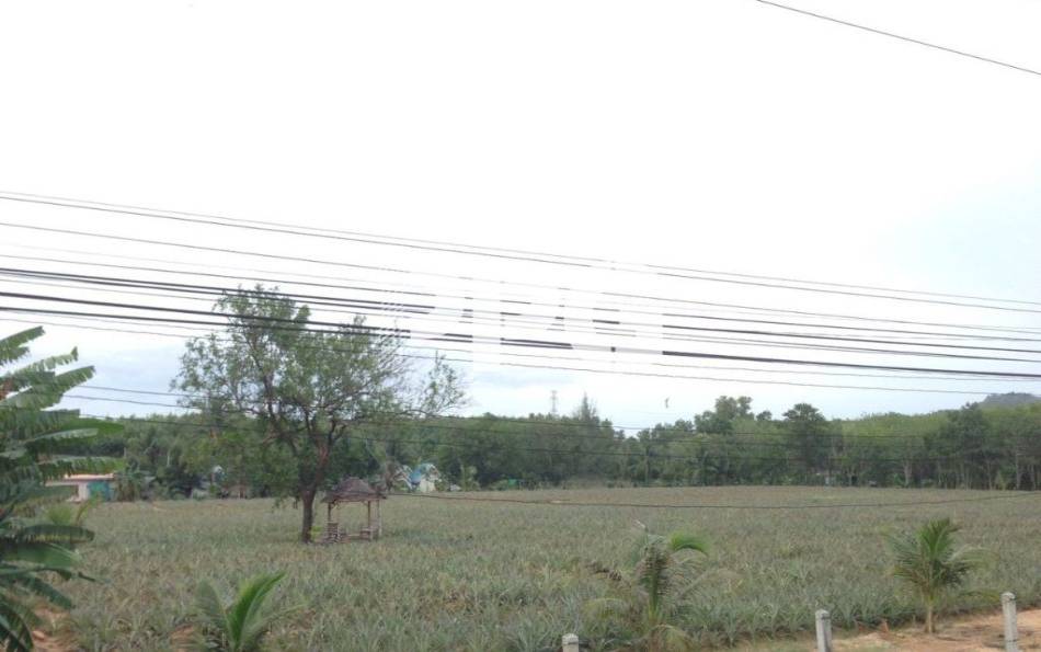 Phuket, ,ที่ดิน,ขาย,2221