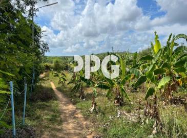 Phuket, ,Land,For Sale,2222 Phuket, ,Land,For Sale,2222